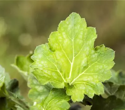 Garten-Purpurglöckchen 'Dale´s Strain'