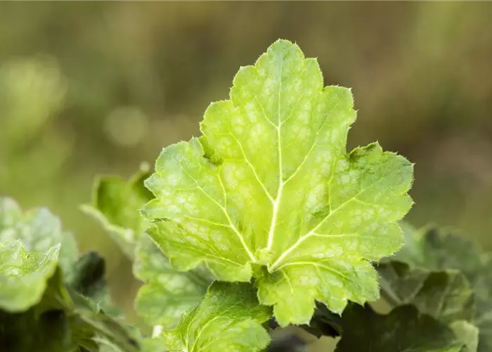 Garten-Purpurglöckchen 'Dale´s Strain'