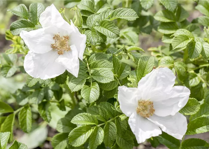 Weiße Apfelrose 'Alba'