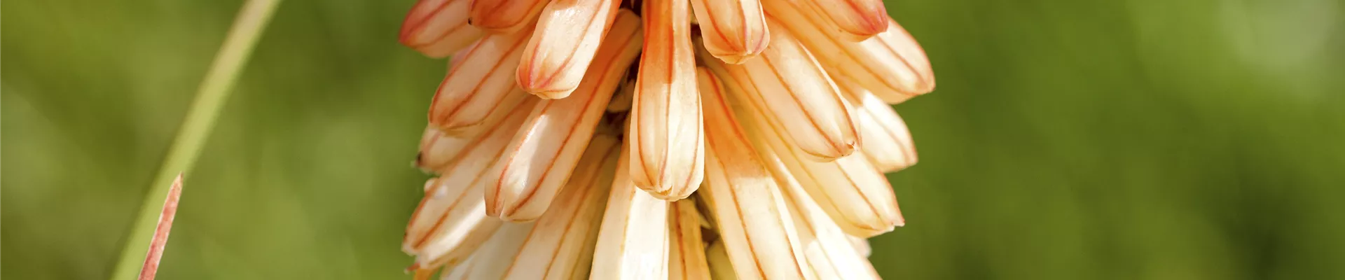 Kniphofia uvaria 'Papaya Popsicle' Kniphofia uvaria 'Papaya Popsicle'