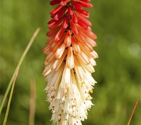 Fackellilien – ein florales Flammenmeer im Garten