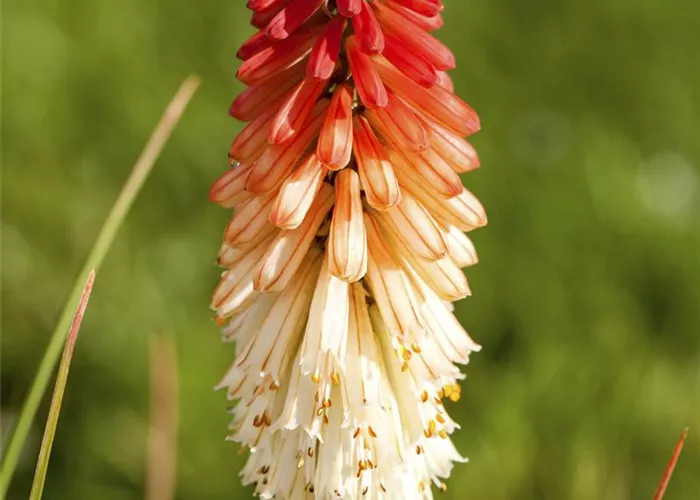 Kniphofia uvaria 'Flamingo' Kniphofia uvaria 'Flamingo'