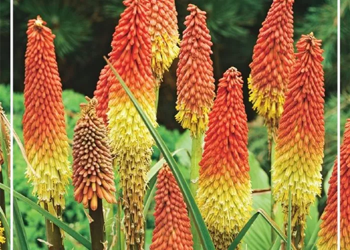 Kniphofia uvaria 'Royal Castle'