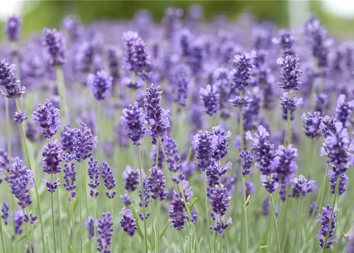 Lavandula angustifolia 'Hidcote' 
