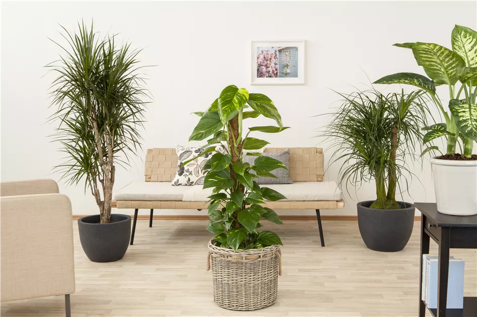 Philodendron scandens