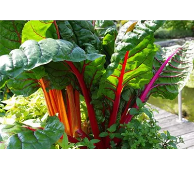 Beta vulgaris var. cicla 'Bright Lights'