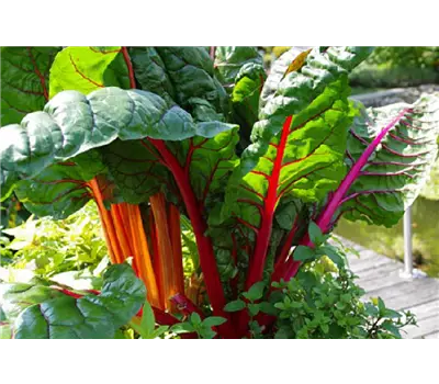 Beta vulgaris var. cicla 'Bright Lights'