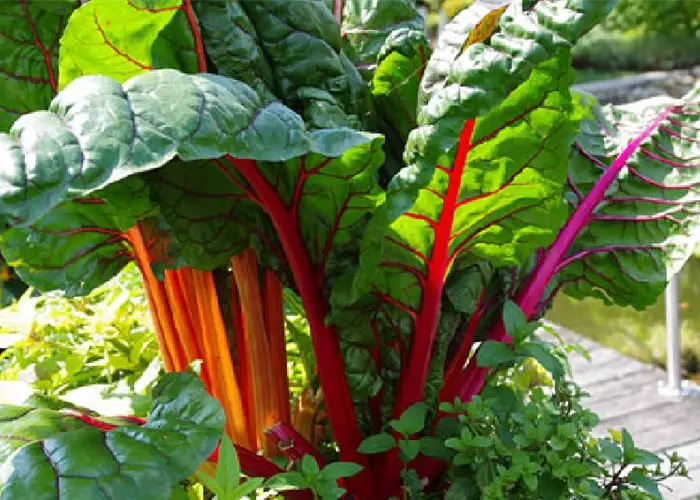 Beta vulgaris var. cicla 'Bright Lights'