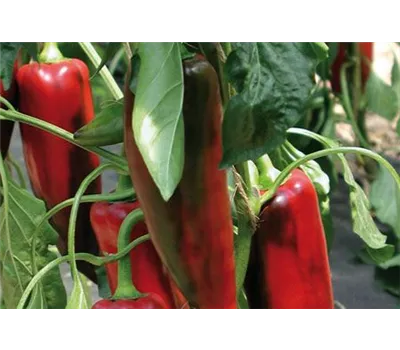Capsicum annuum 'Atris F1' 