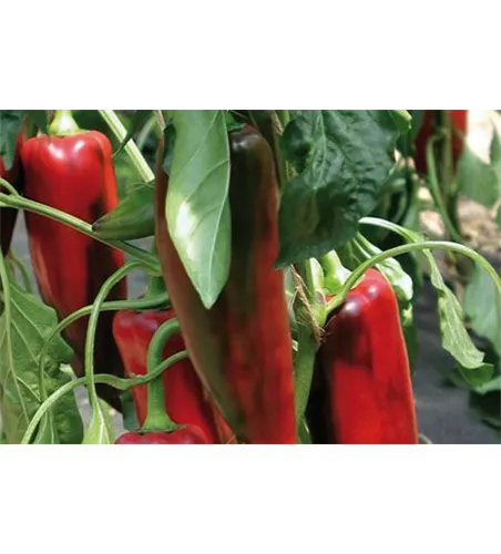 Capsicum annuum 'Atris F1' 