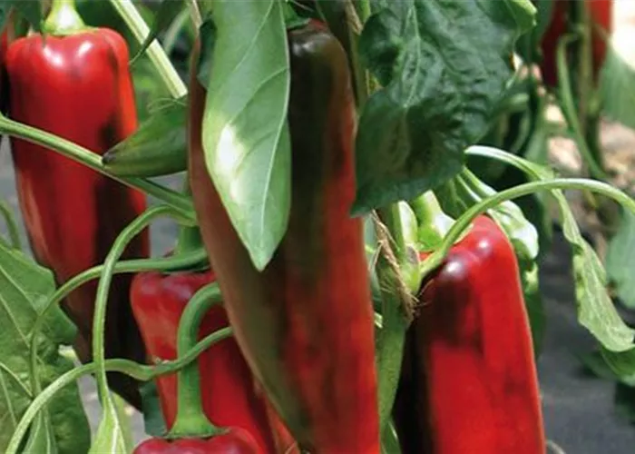 Capsicum annuum 'Atris F1' 