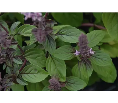 Ocimum 'Gusta Azzurro'