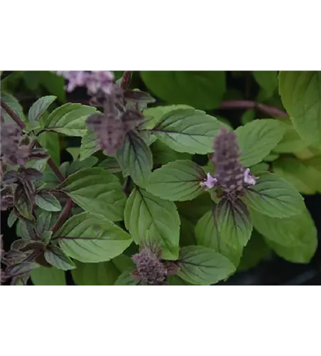 Ocimum 'Gusta Azzurro'