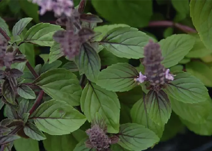 Ocimum 'Gusta Azzurro'