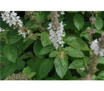 Ocimum 'Gusto Bianco'