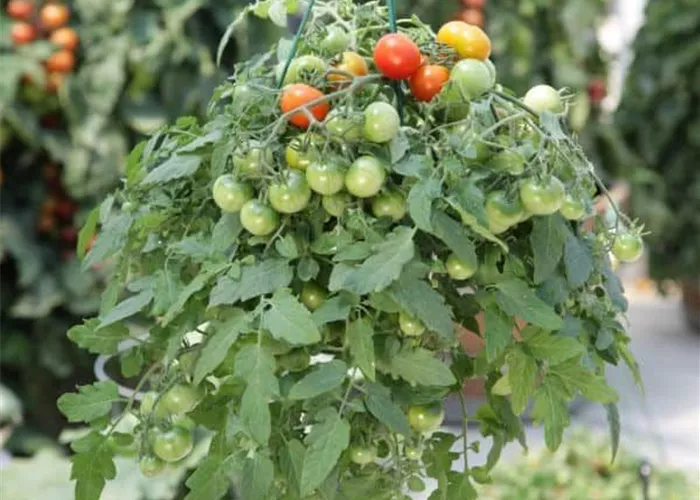 Solanum lycopersicum 'Tumbling Tom Red'