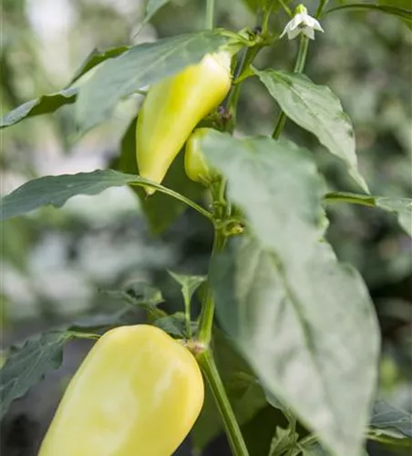 Capsicum annuum 'Pusztagold'