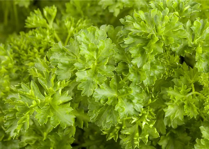 Petroselinum crispum