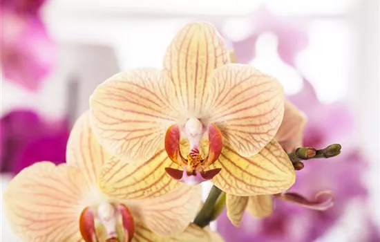 Exotik am Fensterbrett Exotik am Fensterbrett