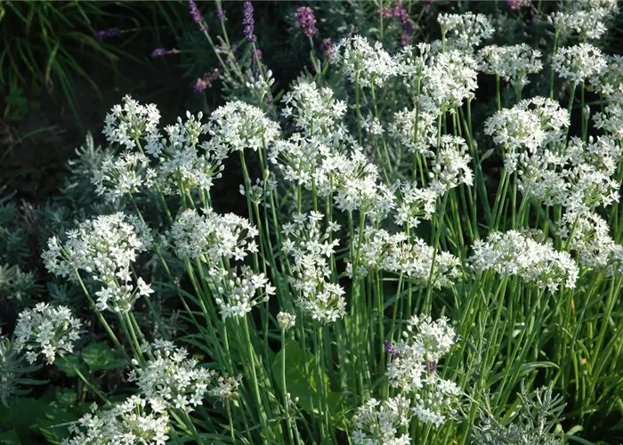 Allium tuberosum