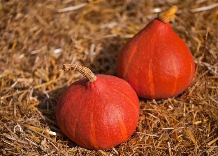 Cucurbita maxima 'Uchiki Kuri' Cucurbita maxima 'Uchiki Kuri'