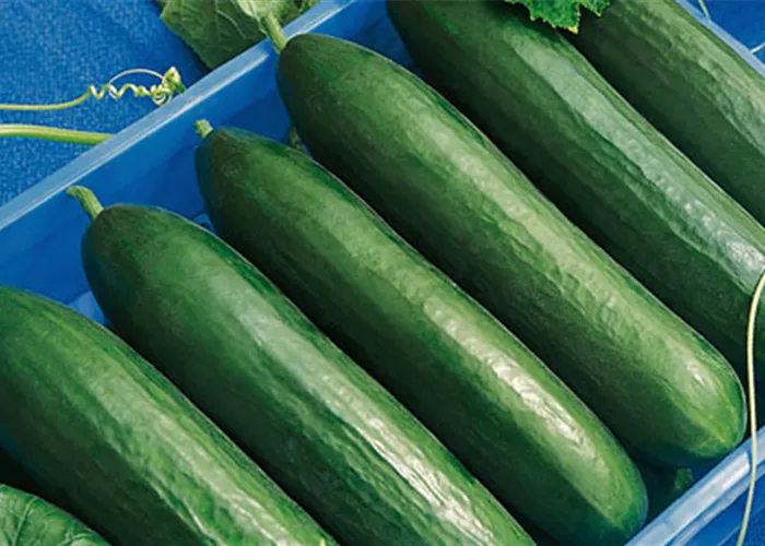 Cucumis sativus 'Paska F1' Cucumis sativus 'Paska F1'