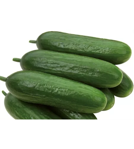 Cucumis sativus 'Iznik F1'