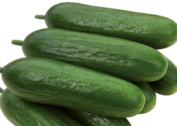 Cucumis sativus 'Iznik F1' Cucumis sativus 'Iznik F1'