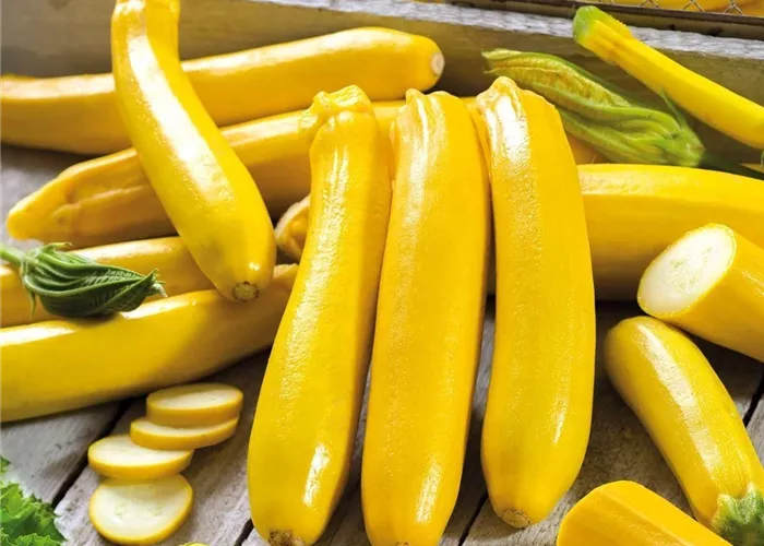 Cucurbita pepo subsp. 'Gold Rush F1' Cucurbita pepo subsp. 'Gold Rush F1'