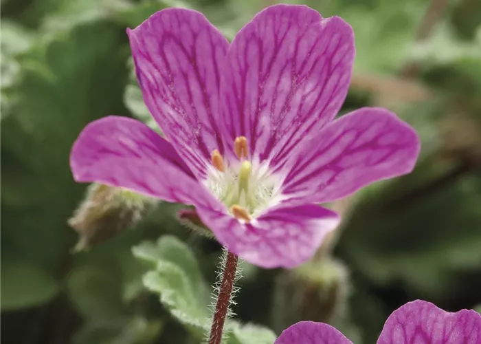 Erodium x variabile 'Bishop´s Form'  Erodium x variabile 'Bishop´s Form'