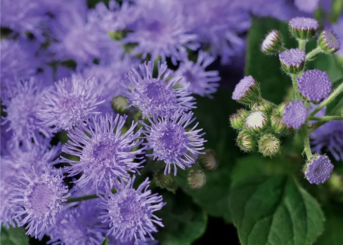 Ageratum houstonianum 'Basso Blue'