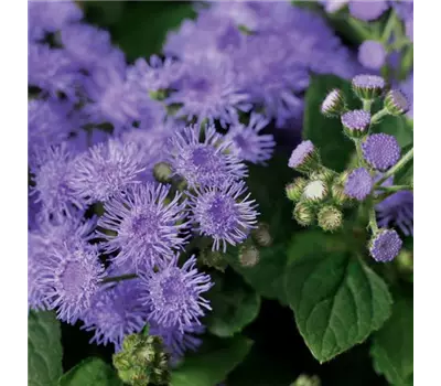 Ageratum houstonianum 'Basso Blue'
