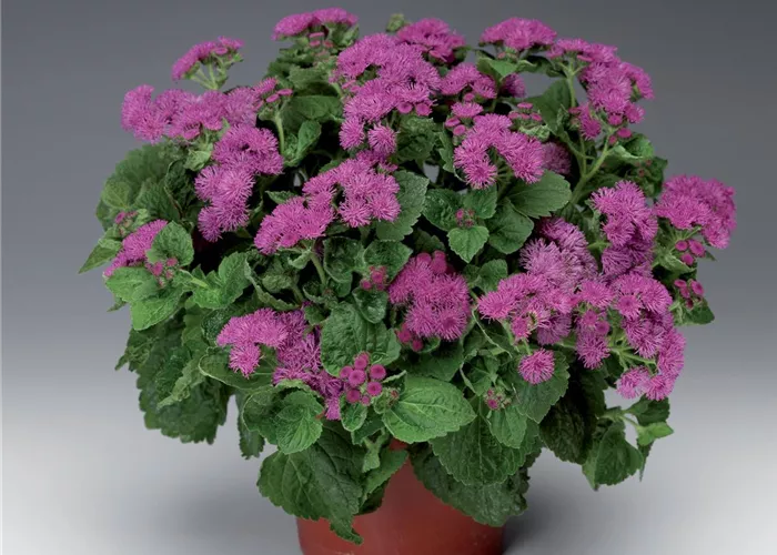 Ageratum houstonianum 'Basso Rose'