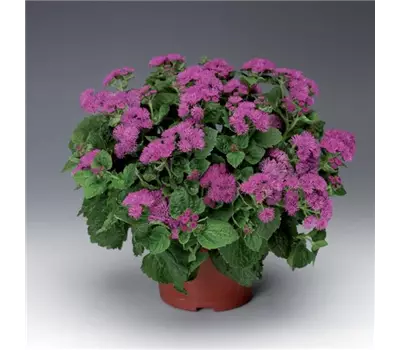 Ageratum houstonianum 'Basso Rose'