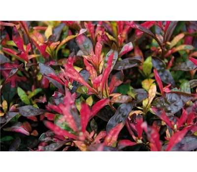 Alternanthera 'Jewel'