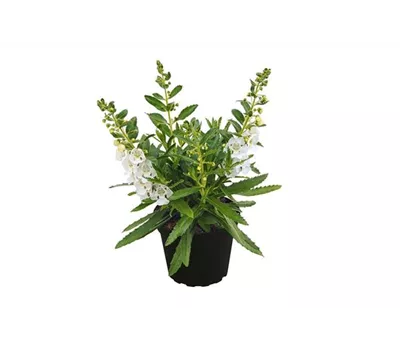 Angelonia ANGELFACE 'Improved White'(s)