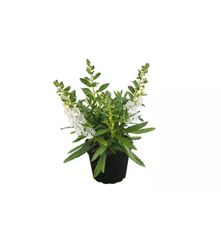 Angelonia ANGELFACE 'Improved White'(s) Angelonia ANGELFACE 'Improved White'(s)