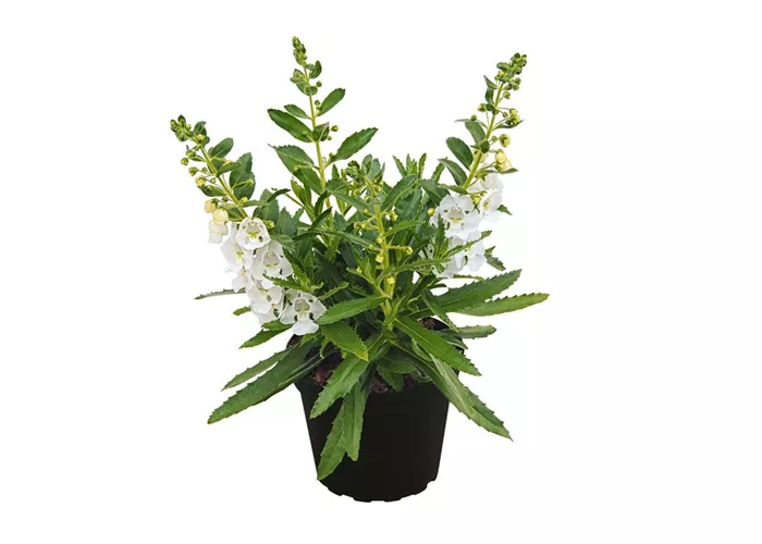 Angelonia ANGELFACE 'Improved White'(s)