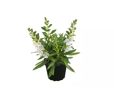 Angelonia ANGELFACE 'Improved White'(s)