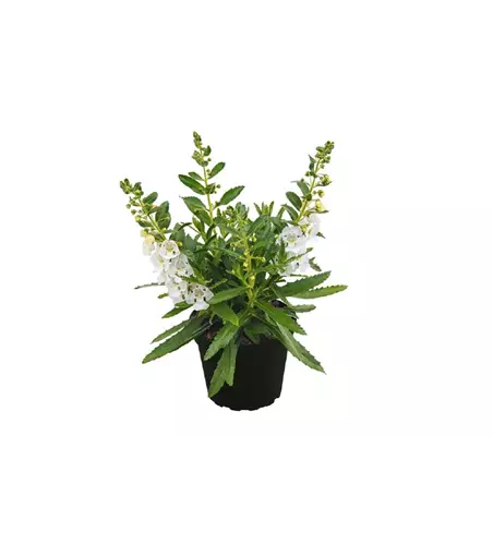 Angelonia ANGELFACE 'Improved White'(s)