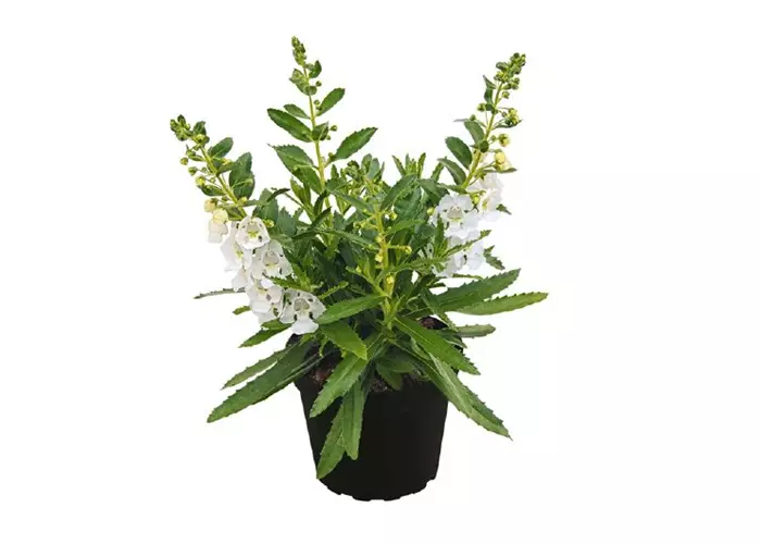Angelonia ANGELFACE 'Improved White'(s)
