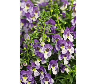 Angelonia ANGELFACE 'Wedgewood Blue'(s)