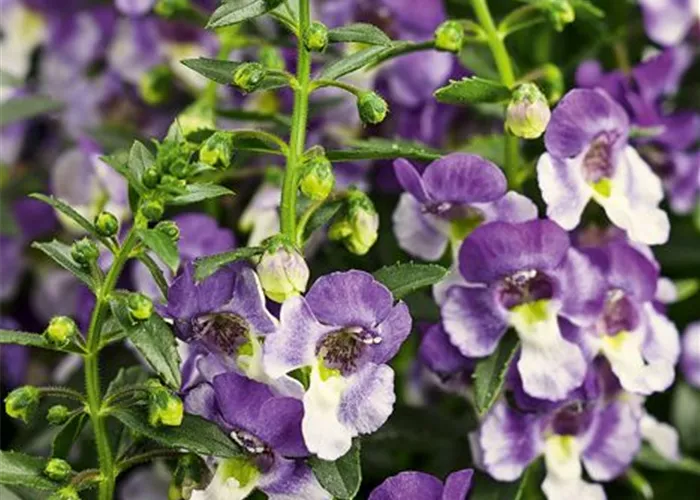 Angelonia ANGELFACE 'Wedgewood Blue'(s) Angelonia ANGELFACE 'Wedgewood Blue'(s)