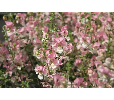 Angelonia ANGELFACE 'Wedgewood Blue'(s)