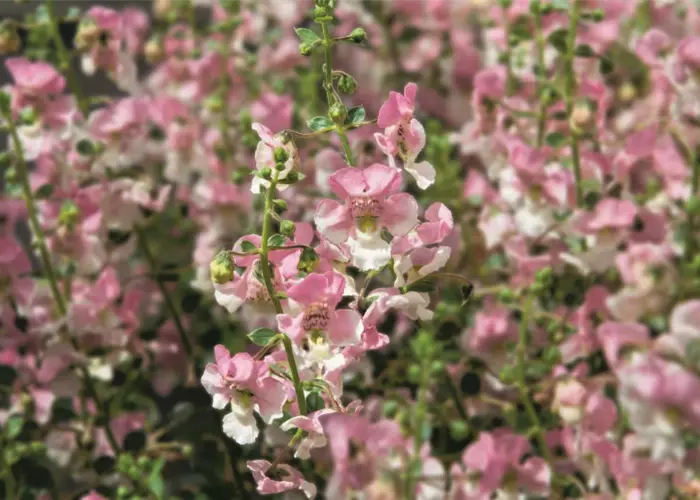 Angelonia ANGELFACE 'Wedgewood Blue'(s)