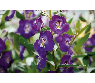 Angelonia ANGELFACE 'Blue Improved'(s)
