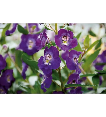 Angelonia ANGELFACE 'Blue Improved'(s)