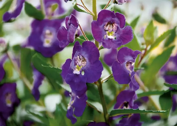 Angelonia ANGELFACE 'Blue Improved'(s)