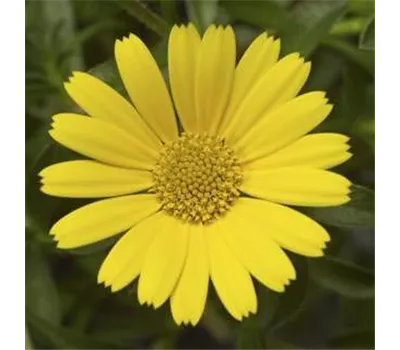 Asteriscus maritimus 'Aurelia Sun'