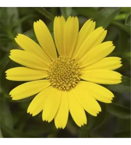 Asteriscus maritimus 'Aurelia Sun'